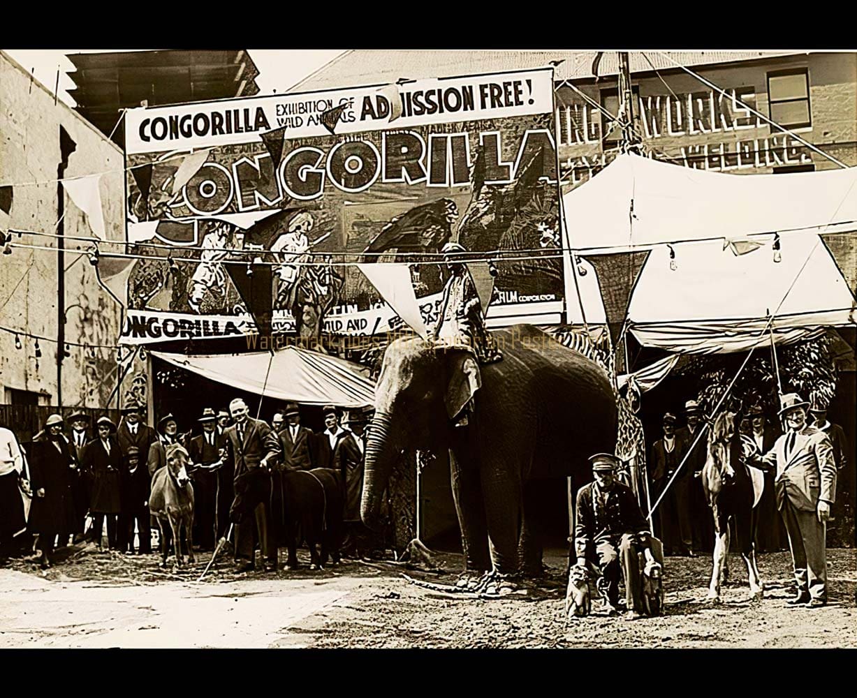 Congorilla-circus-sideshow-Sydney-Australia