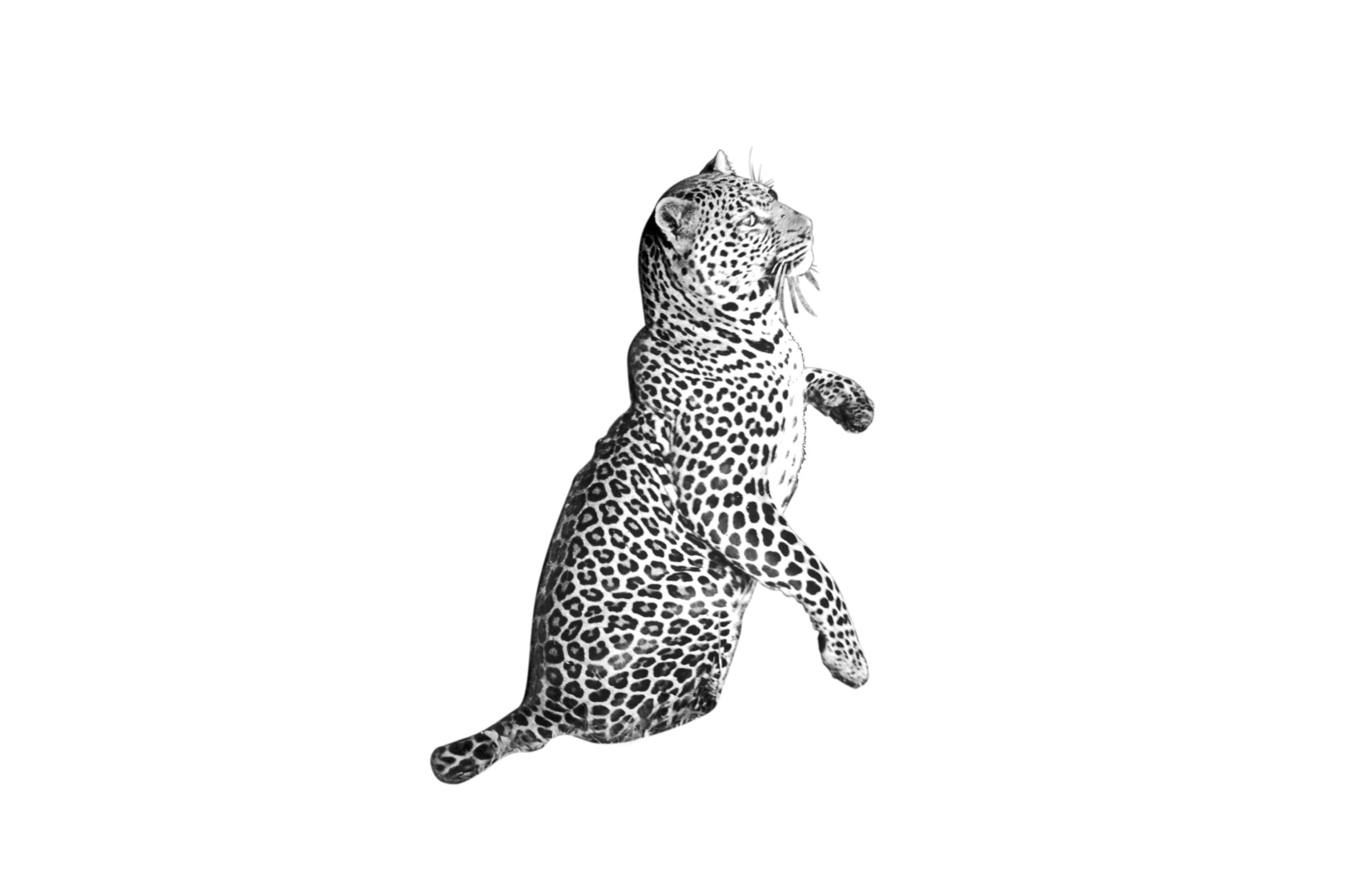 PNG leopard resized
