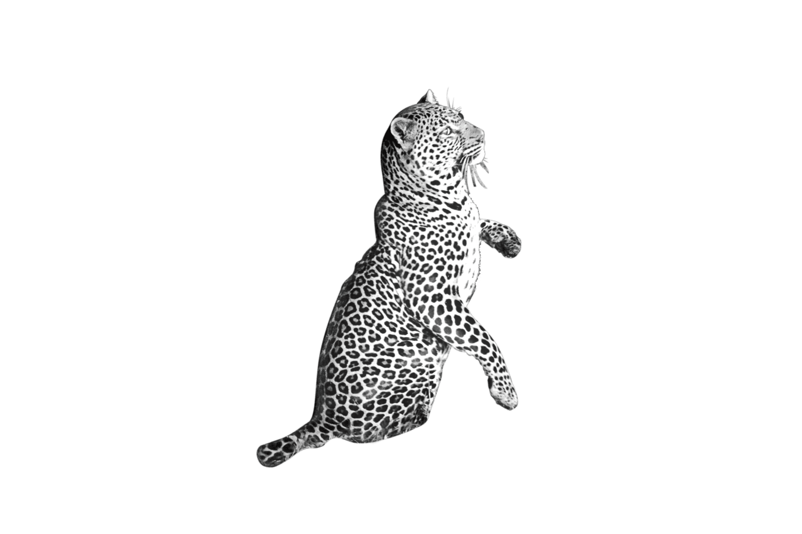 PNG leopard resized