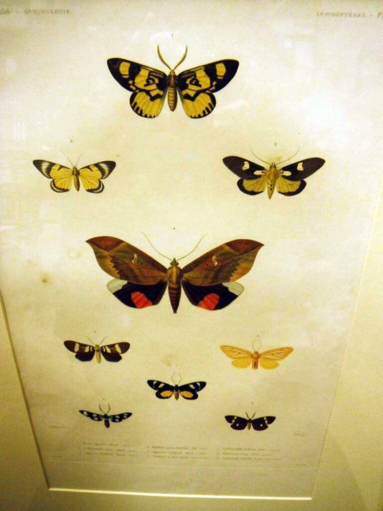 astrolabe moths plate 5