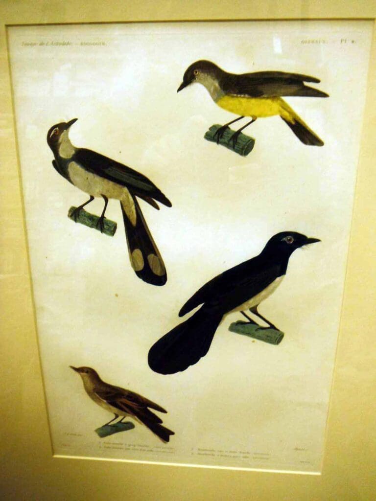 astrolabe pretre 4 birds