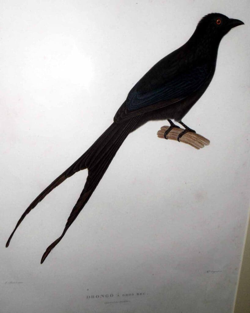 astrolabe prevost drongo