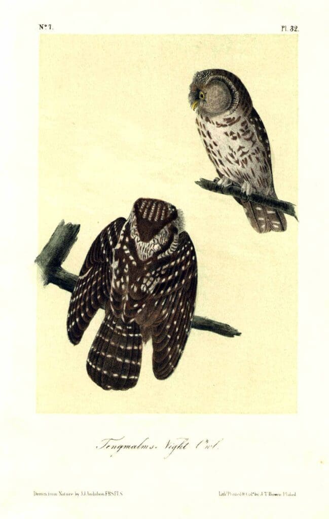 audubon_tengmalms_night_owl