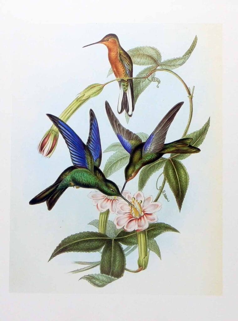 gould great sapphirewing hummingbird
