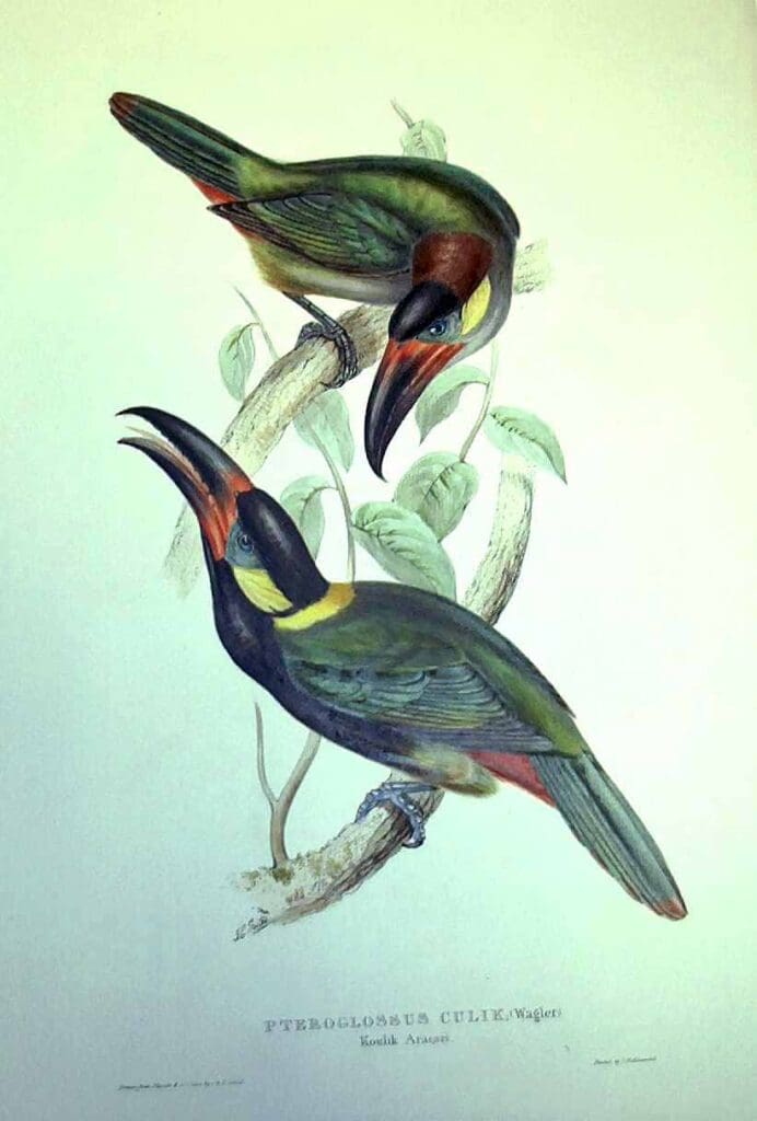 gould_pteroglossusculix toucanet