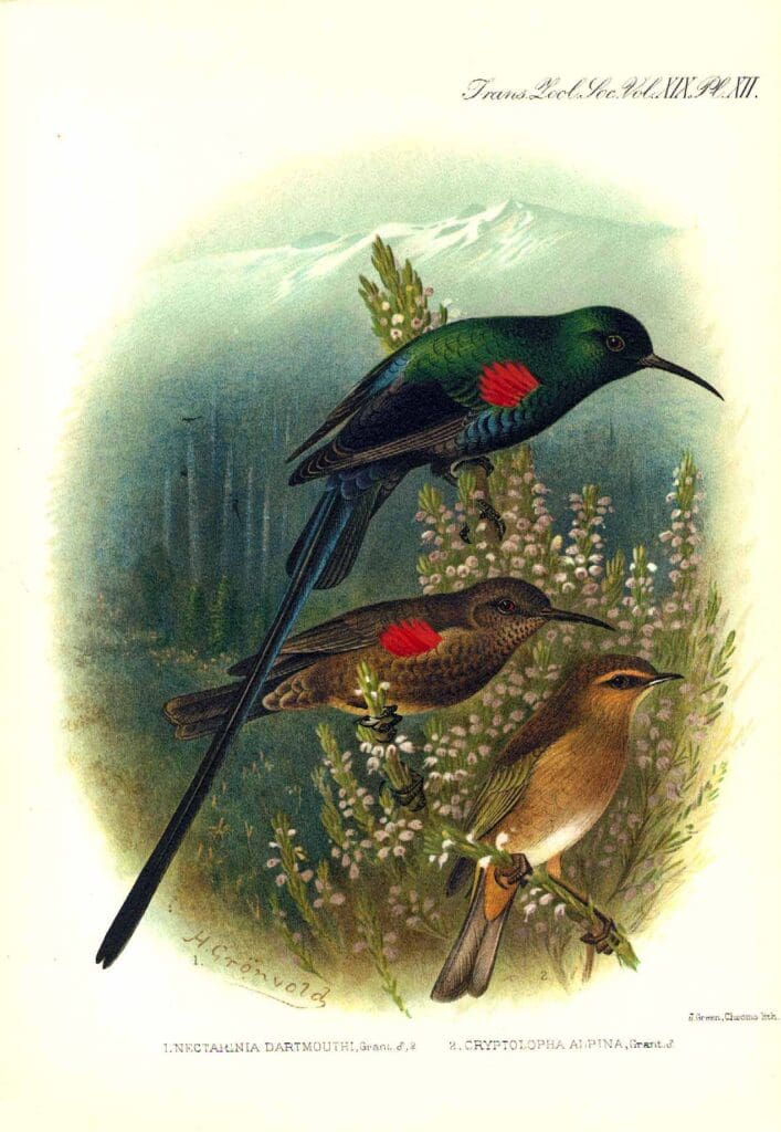 gronvold_sunbird dartmouthsmtkenyatanzaniazaire