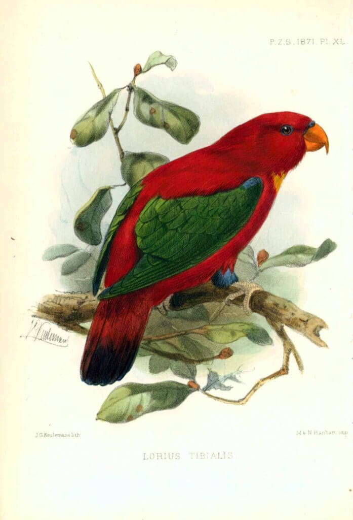 keulesmans_bluethighed lory