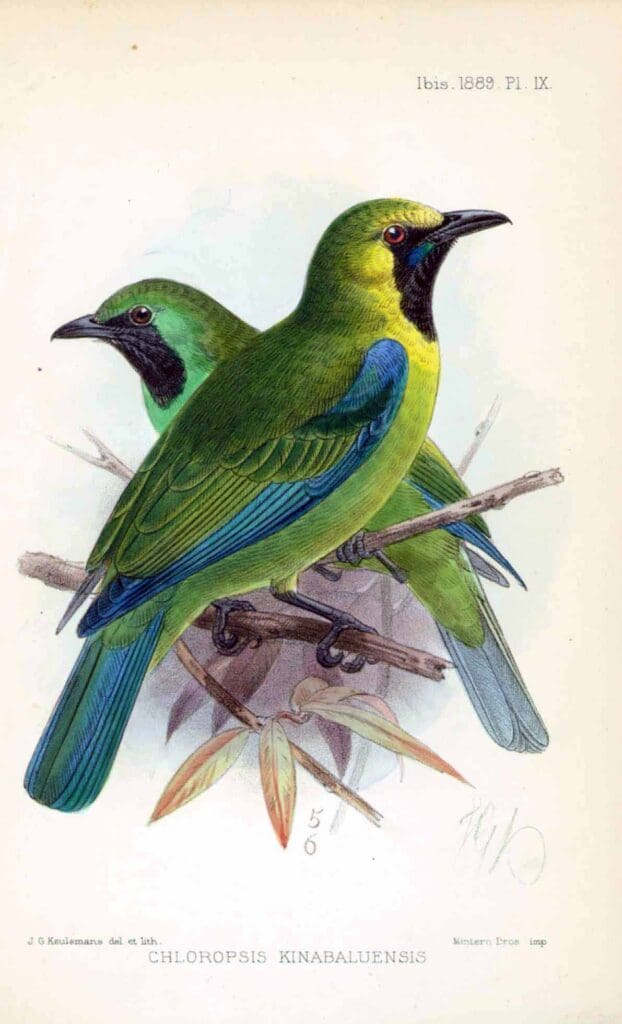 keulesmans_bluewinged leafbird borneo
