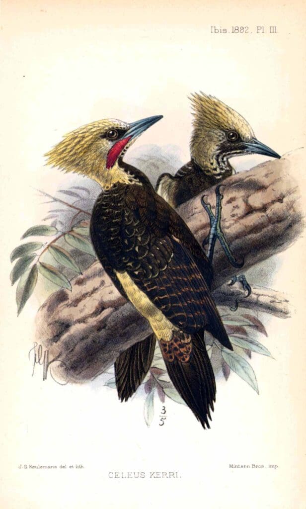 keulesmans_kerrswoodpecker k22