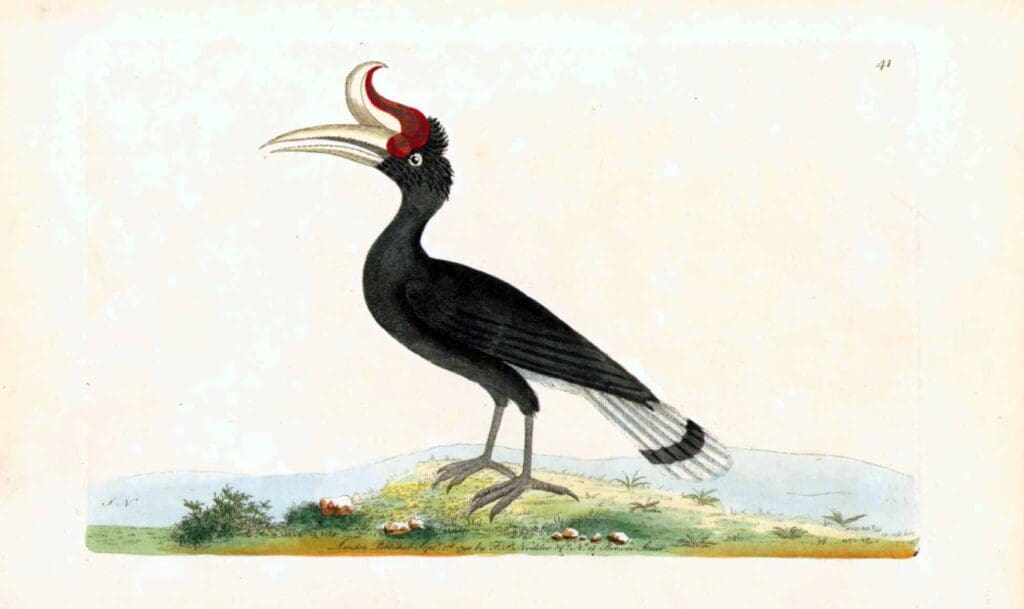 nodder_the greathornbill or rhinoceros bird