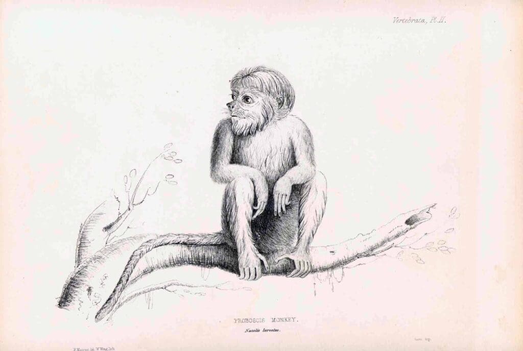 plain_proboscismonkey