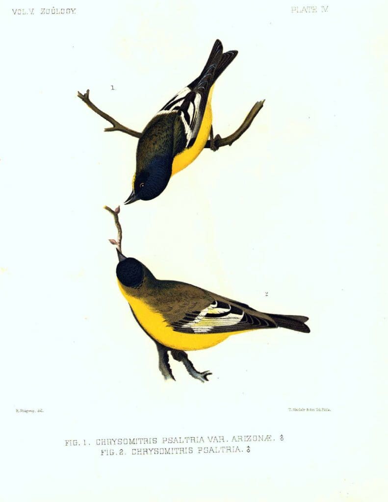 ridgeway_chrysomitrispsaltra