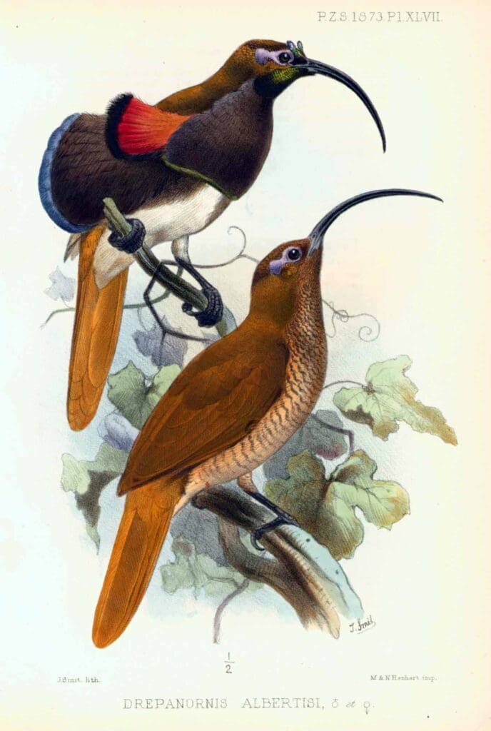 smit_blackbilledsicklebilledbirdof paradise newguinea origi