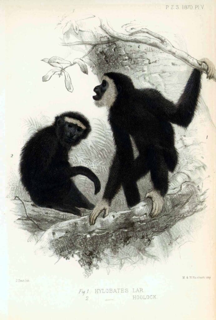 smit_hylobates_hoolockgibbon_s53