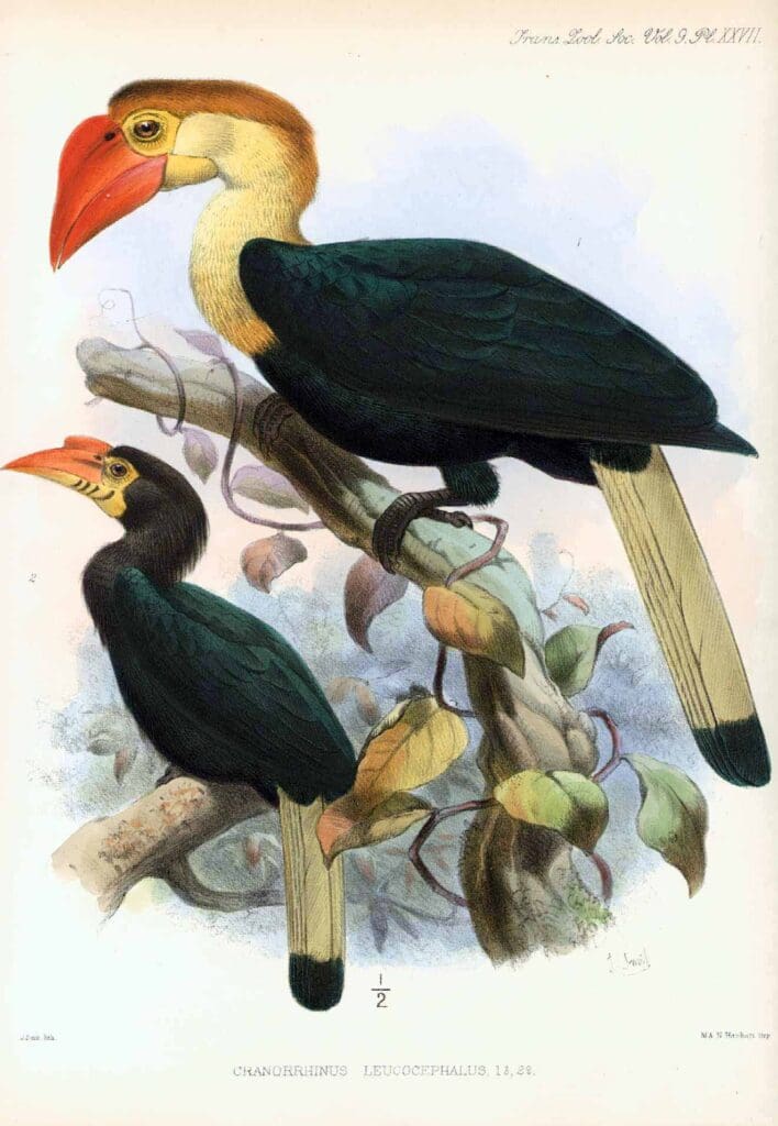 smit_southphilippinewhiteheadedhornbill