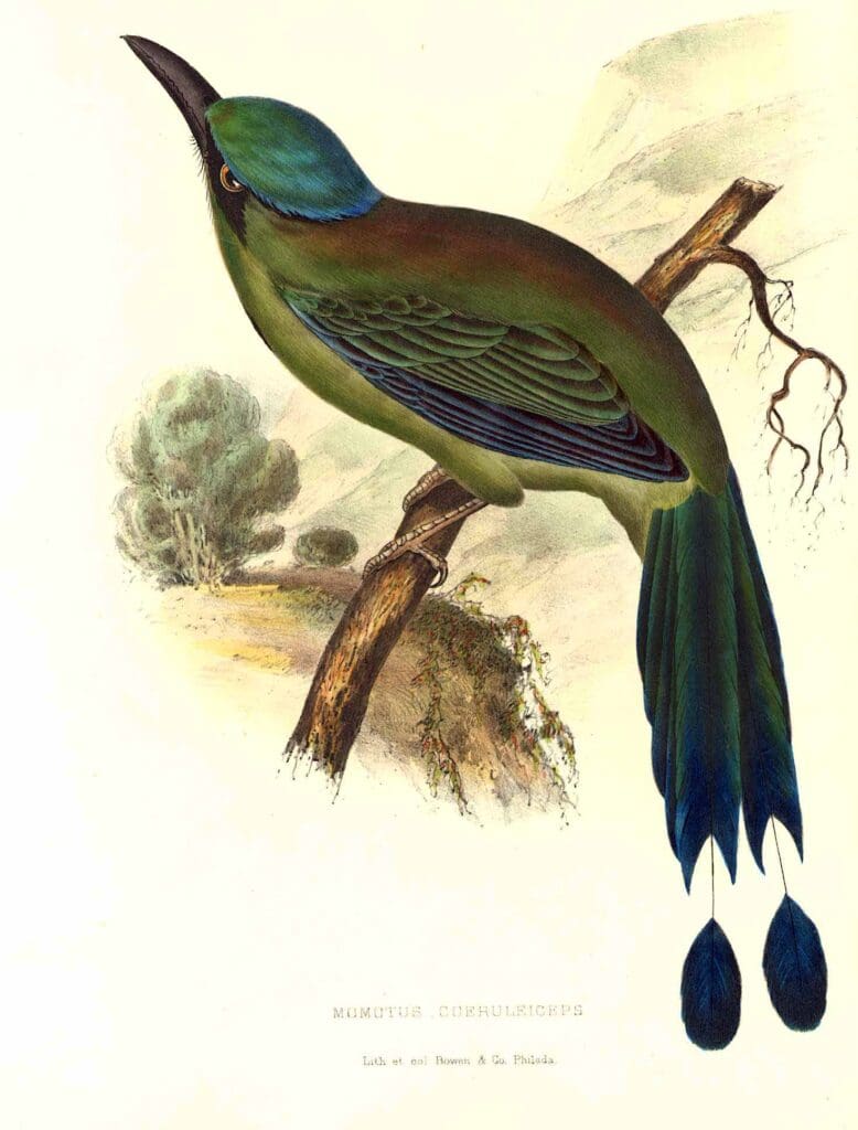 usmexicoborder_momotus