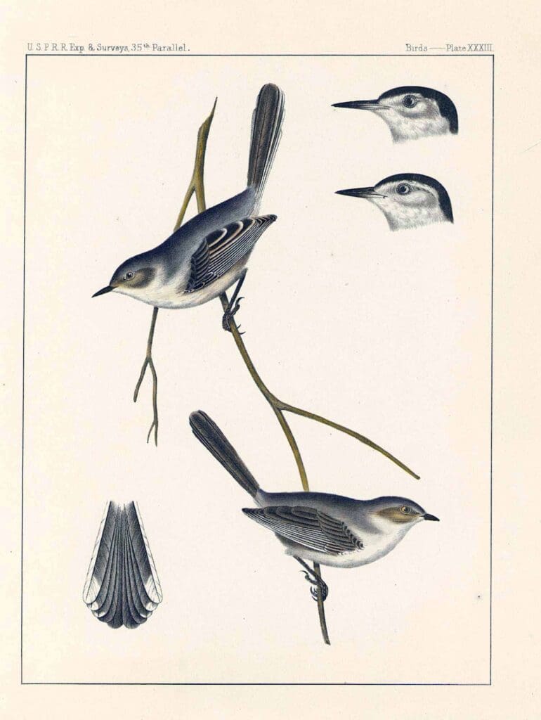 usprrexpedition_35thparallel_gnatcatcher