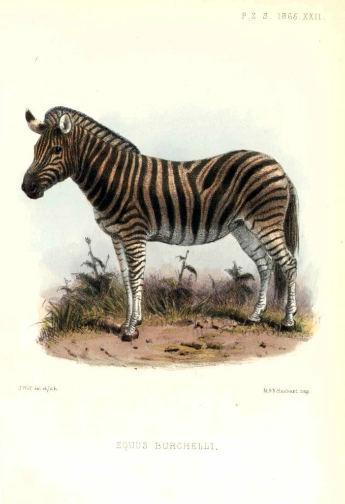 wolf_burchellszebra