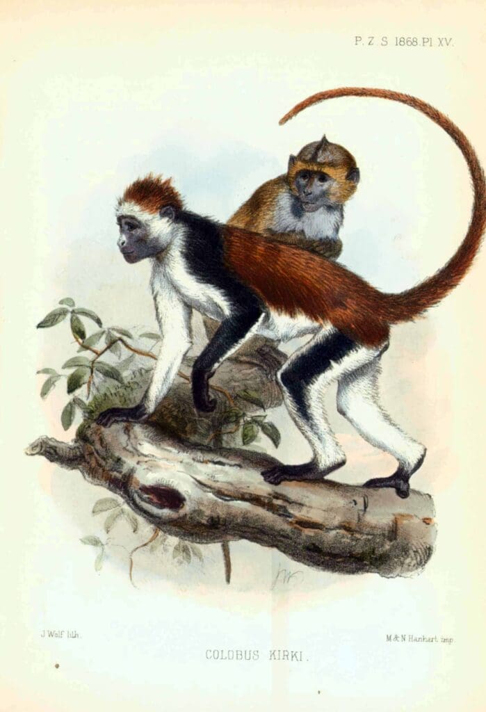 wolf_redcolobus