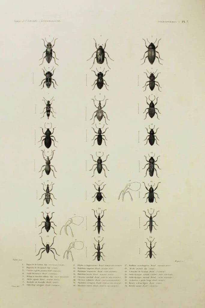 Astrolabe1826-1829EntomologieColeopteresPlate7