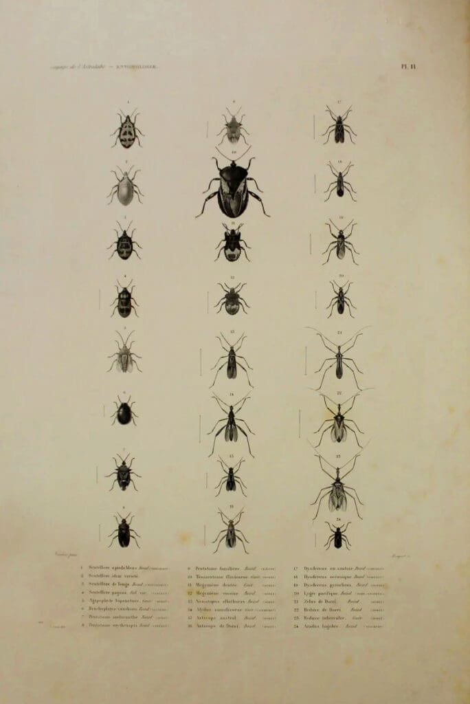 Astrolabe_1826-829_Entomologie_Plate_11_