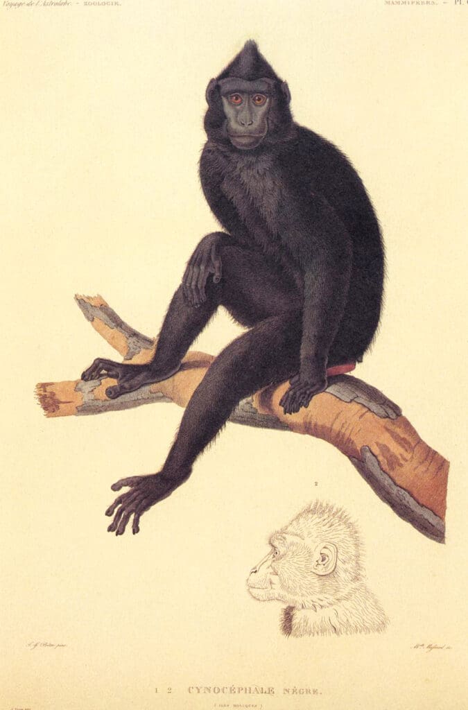 astrolabe-pretre-black-macaque-2