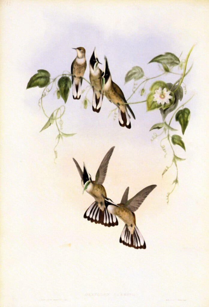 gould_oxypogonguerinii-crest-hummingbird 2