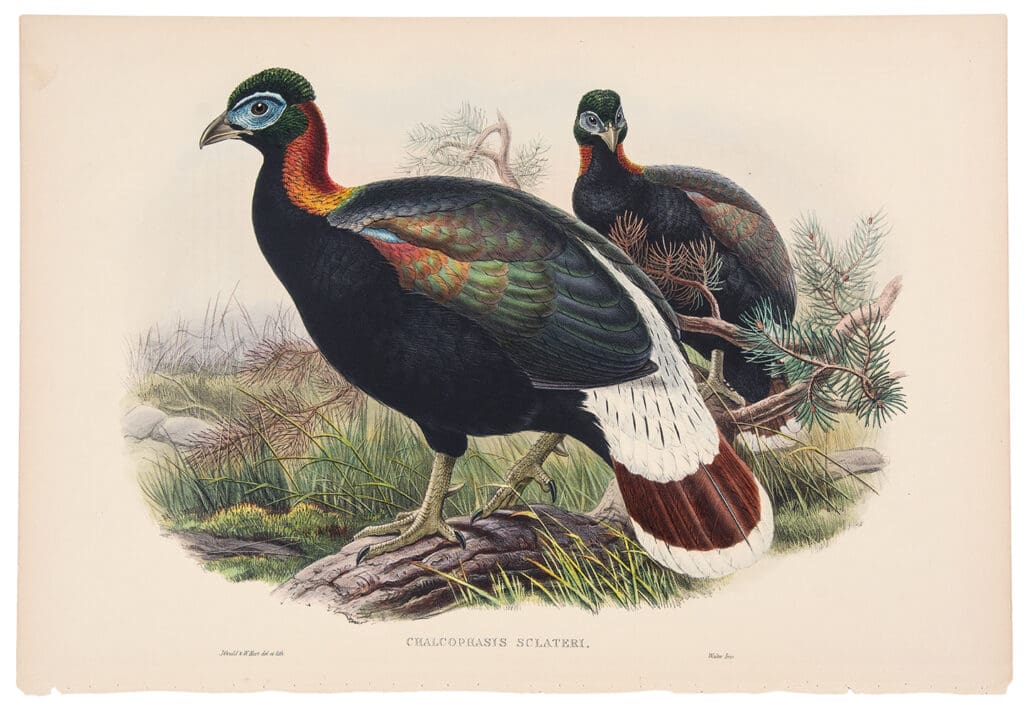 john gould turkey